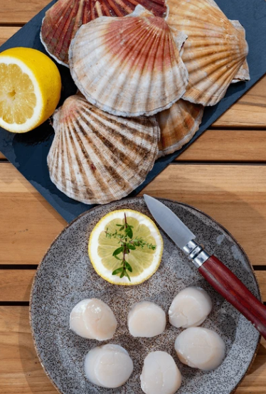 Scallop Delivery