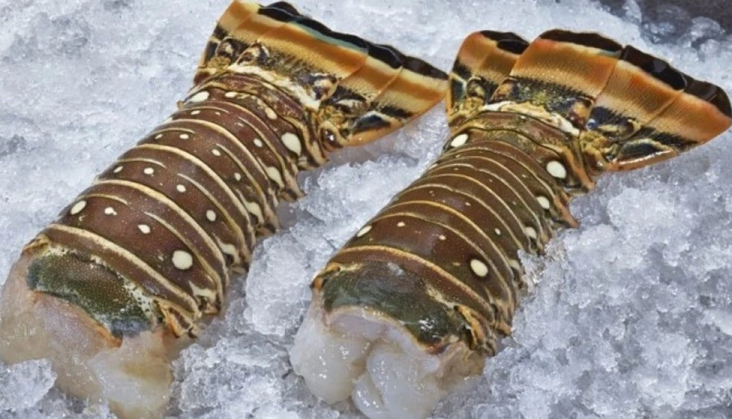 Florida Lobster Tails