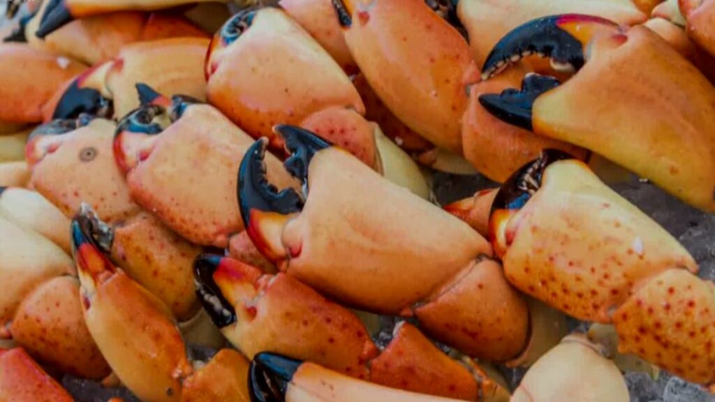 Ultimate Guide to Florida Stone Crab Claws