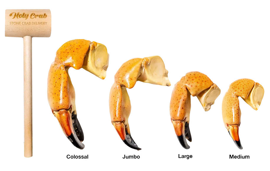 What Size Stone Crab Claws Are Best? Guide to Choose the Perfect Claw