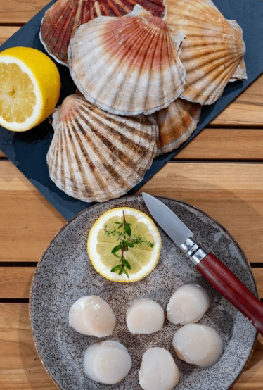 Scallops