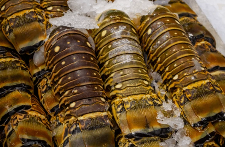 Florida Lobster Tails