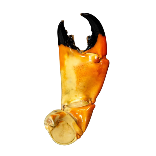 Order Stone Crab & Fresh Seafood Online | Holy Crab Delivery