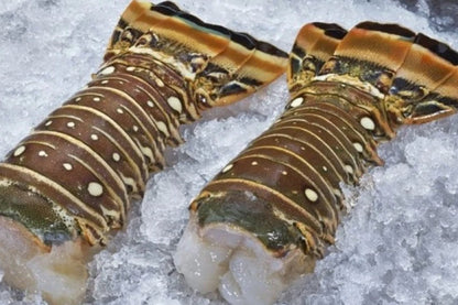 Florida Lobster Tails - Special
