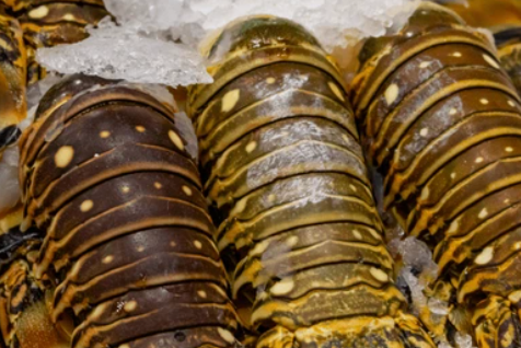 Order Lobster online