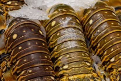 Order Lobster online