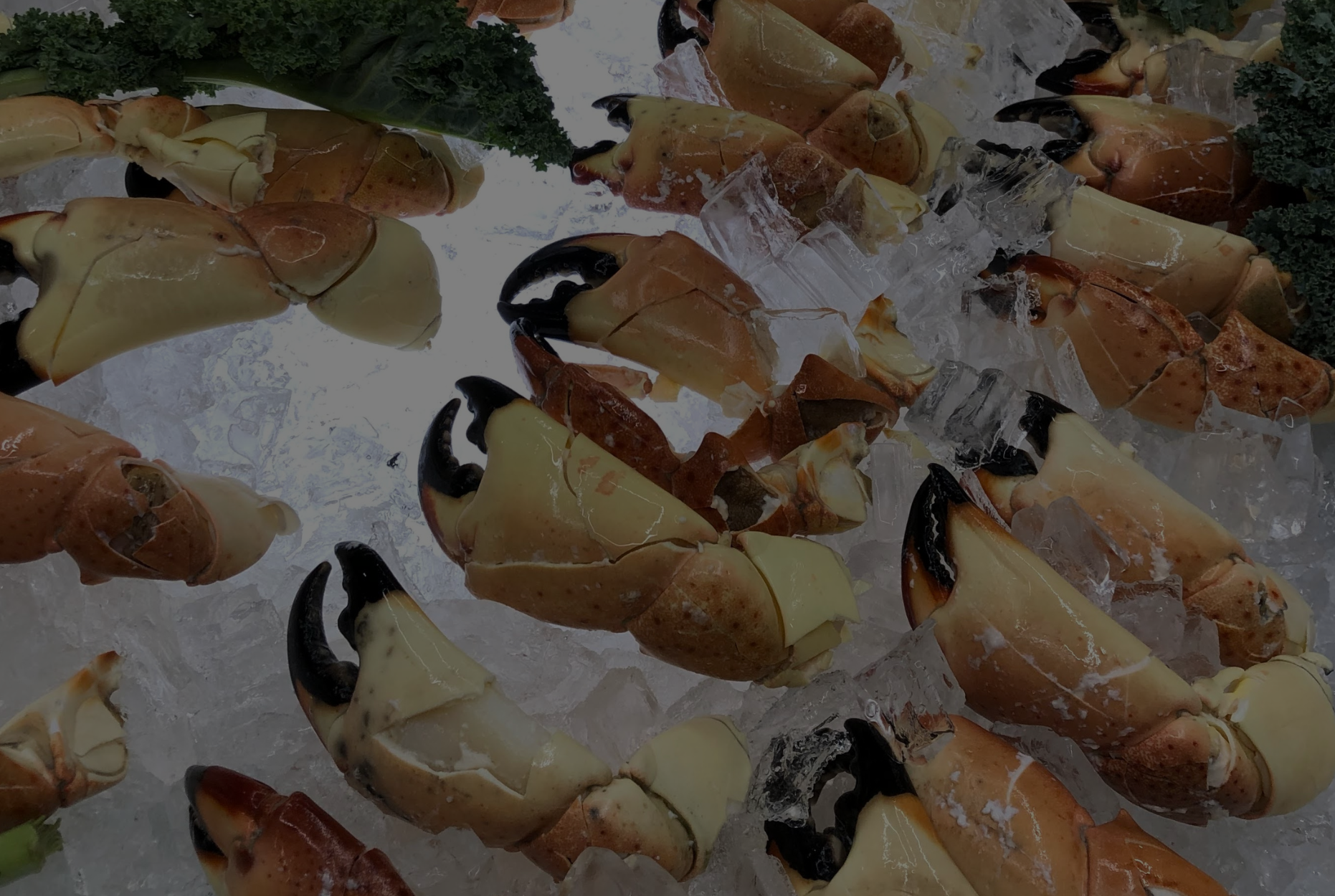 stone crab catering in miami