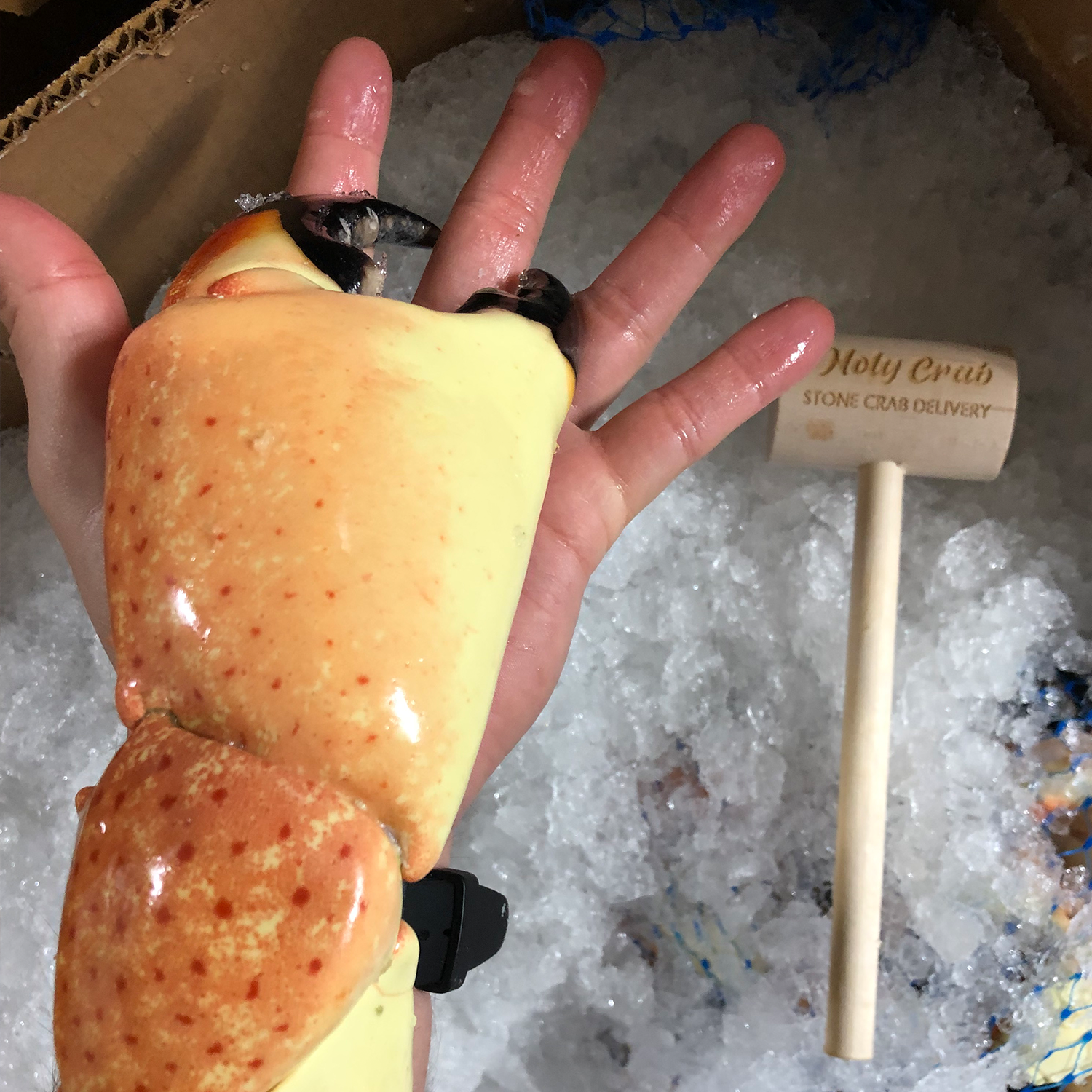 colossal crab claw the size of your hand