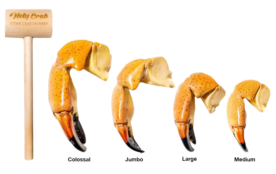 Stone crab claw sizes 2