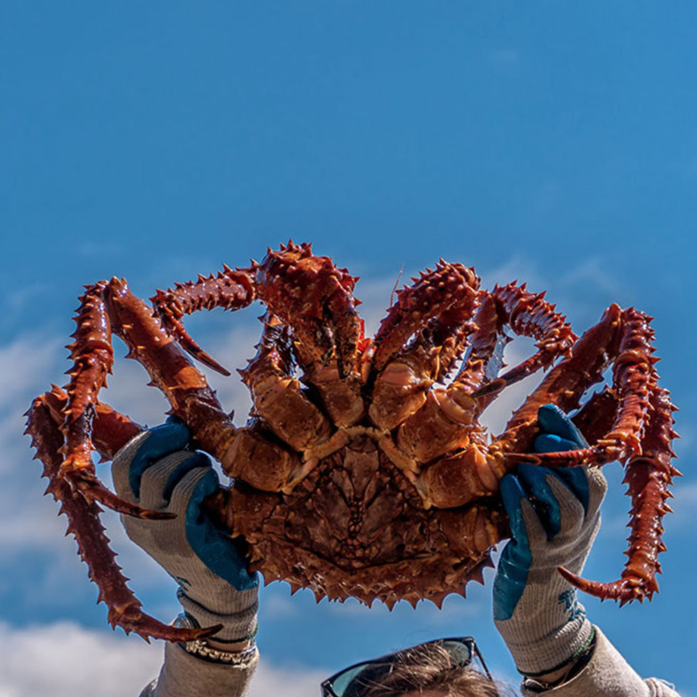 order king crab delivery