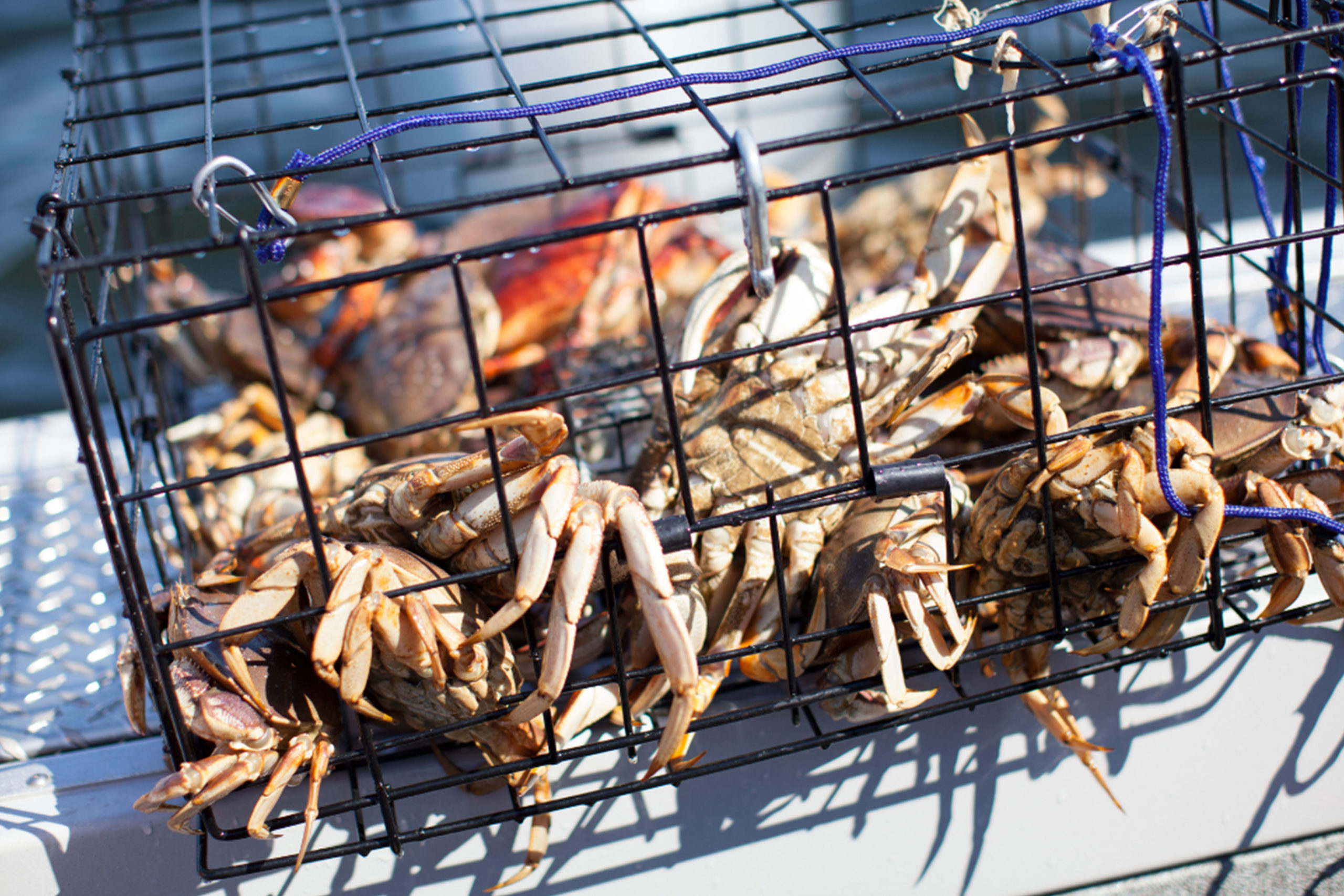 dungeness crab online scaled