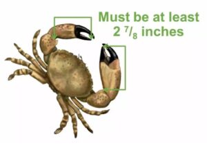 Crab Size