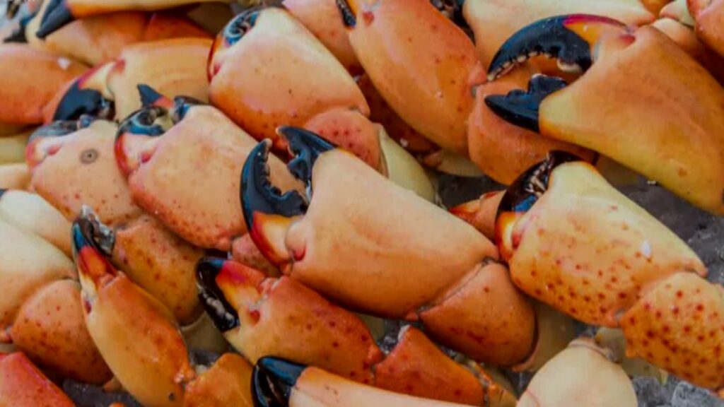 Ins and Outs of Florida Stone Crab Claws